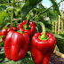 The Right Way to Fertilize Peppers for the Biggest Harvest Ever