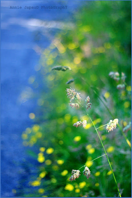 grass, blue, road, grass, green, light,  Summer light © Annie Japaud Photography 2013