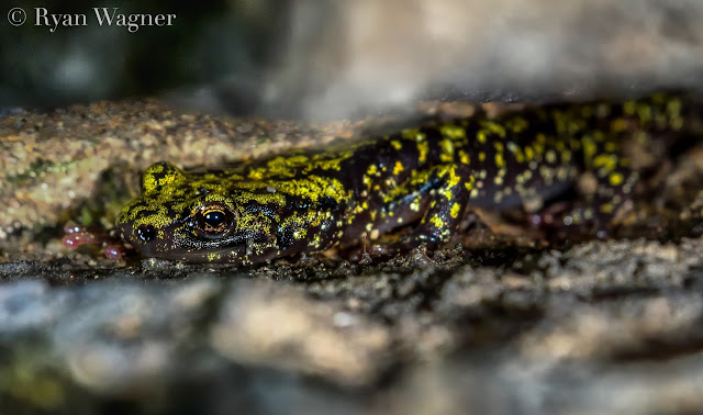 Green Salamander