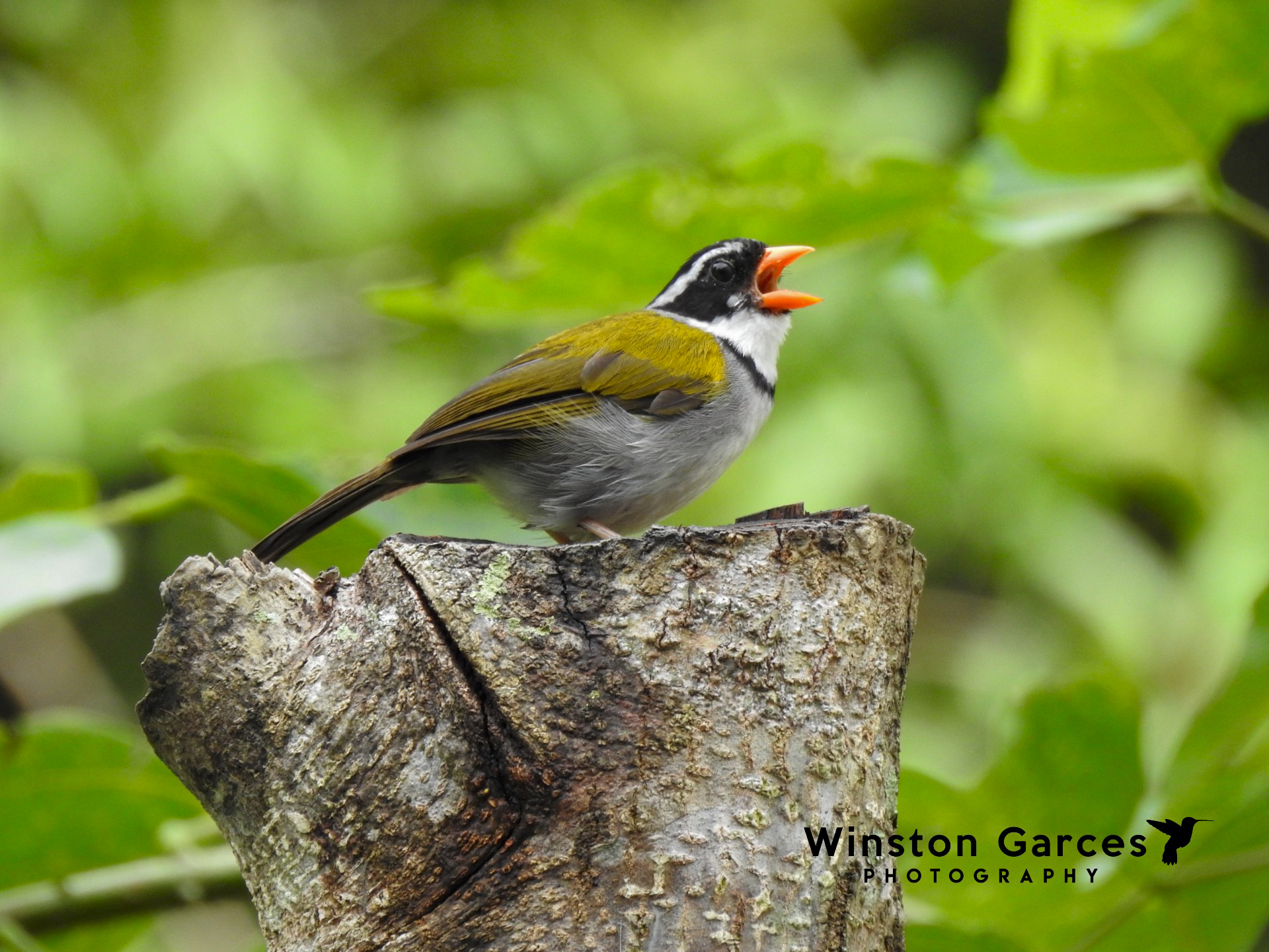 Pinzon pico de oro (Arremon aurantiirostris)