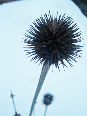 [Photo: Echinacea purpurea seedhead.]