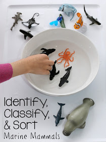 Kids can identify, classify, and sort marine mammals in this hands on science activity!