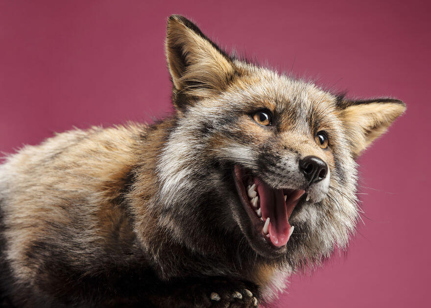 This Photographer Captures Foxes In Her Studio, And The Results Are Breathtaking