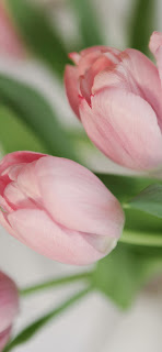 Flower Wallpaper iPhone: Pink Tulips Aesthetic Ethereal: 1170 x 2531 Pixels: iPhone 12, iPhone 12 Pro, iPhone 13, iPhone 13 Pro