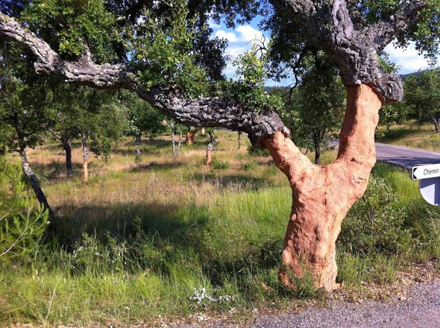 corcho de la botella de vino arbol