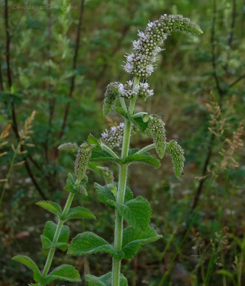 mięta wonna Mentha suaveolens