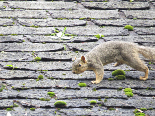 fox squirrel