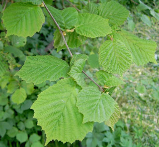 Листья Corylus avellana