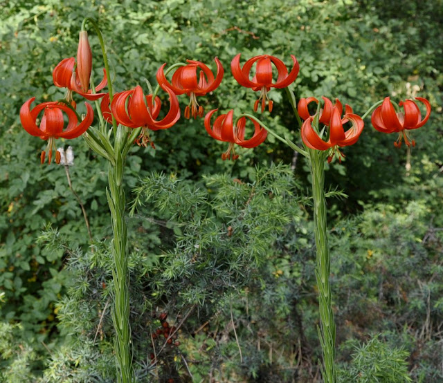 Лилия халцедонская / Лилия халкедонская (Lilium chalcedonicum)