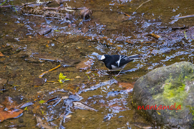 Little Forktail 