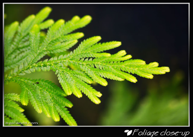 Foliage close up picture