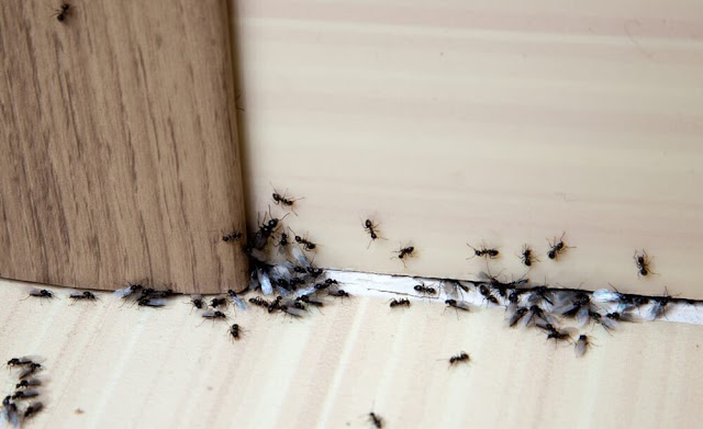 Bikin Kotor! Simak 10 Cara Ampuh Mengatasi Semut Dirumah