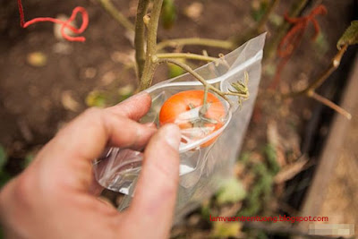 Cách trồng cà chua sai chĩu quả