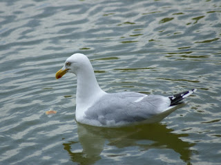 Larus argentatus - Goéland argenté