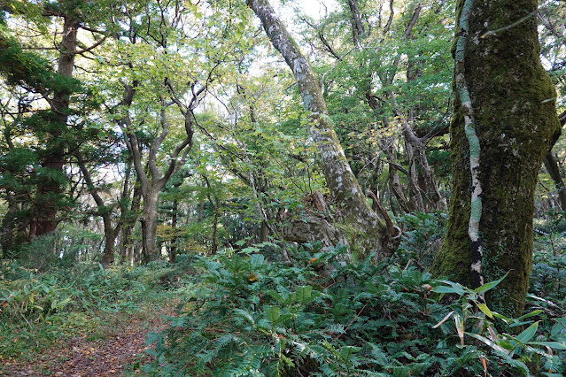 鳥取県西伯郡大山町大山　寂静山登山道