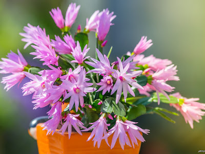 flor de cactus