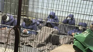 Beatings, overcrowding and hunger Released prisoners recount horrific abuses in Israeli prisons