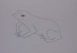 A toad