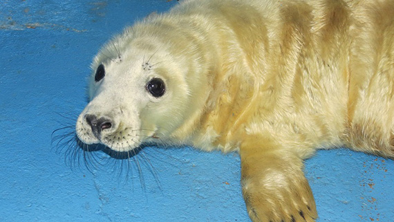 El Zoo de Madrid despide el 2.015 con el nacimiento de una foca gris