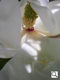 Pentax RS1500 Sample Image