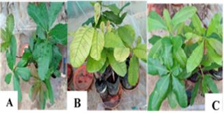 Efficacy of Microbial Biopesticide Formulations in the control of Xanthomonas citri pv. Mangiferaeindicae in Cashew (Anacardium occidentale L.) in Cote D’ivoire