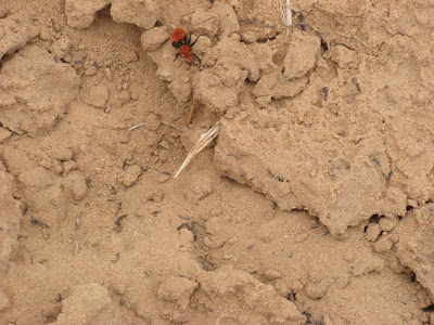 velvet ant