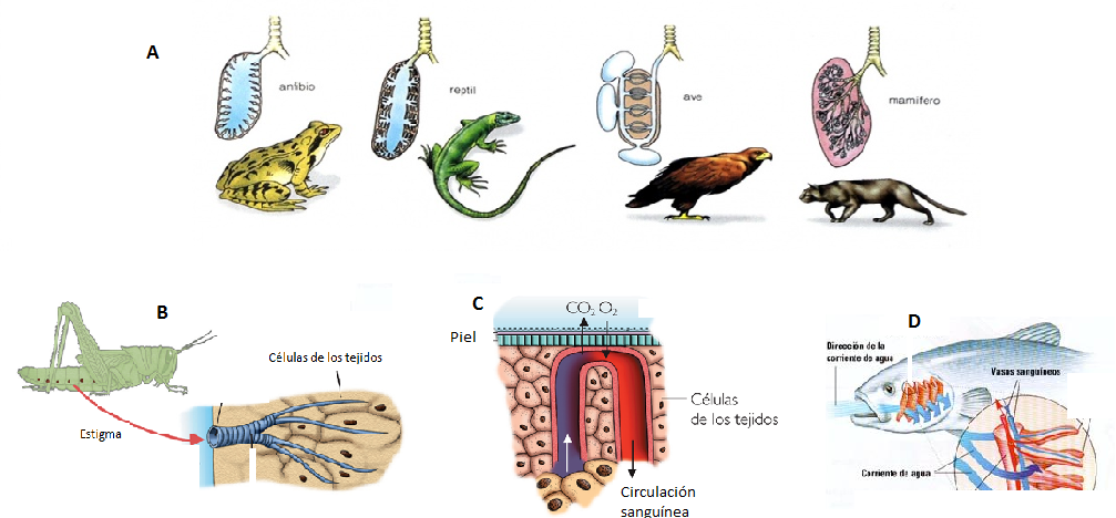 Bafa Biología Para seguir trabajando con las fotocopias