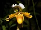 Paphiopedilum exul care and culture