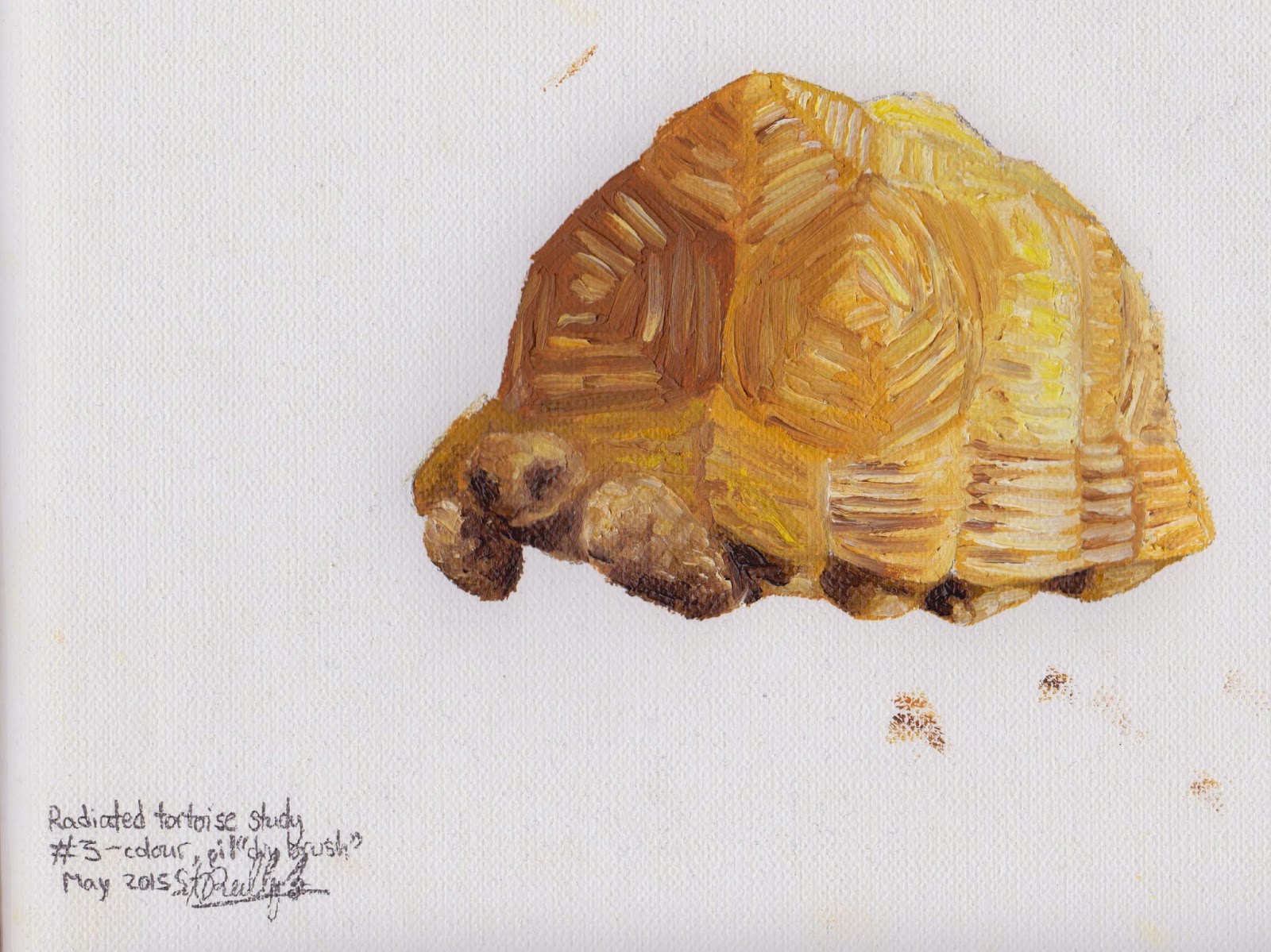 Happy World Turtle Day 15 Happy World Turtle Day 15