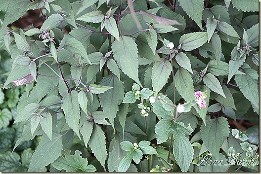 Eupatorium_ChocolateSnakeRoot2_Sept3