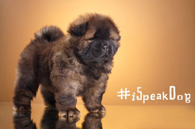 A chow chow puppy poses with the hashtag #iSpeakDog