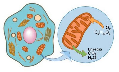 respiracion celular