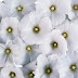 White Flowers Wallpapers