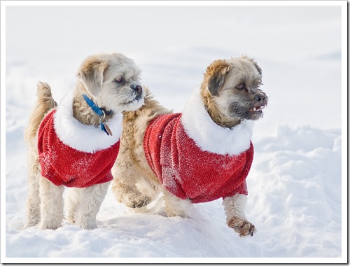 Bailey & Brandy