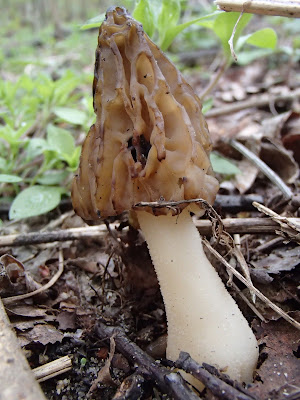 grzyby 2017, grzyby wiosenne, grzyby w kwietniu, workowce, Morchella conica smardz stożkowaty, Verpa bohemica naparstniczka czeska,  Mitrophora semilibera mitrówka półwolna, Verpa conica naparstniczka stożkowata, Gyromitra esculenta piestrzenica kasztanowata, 