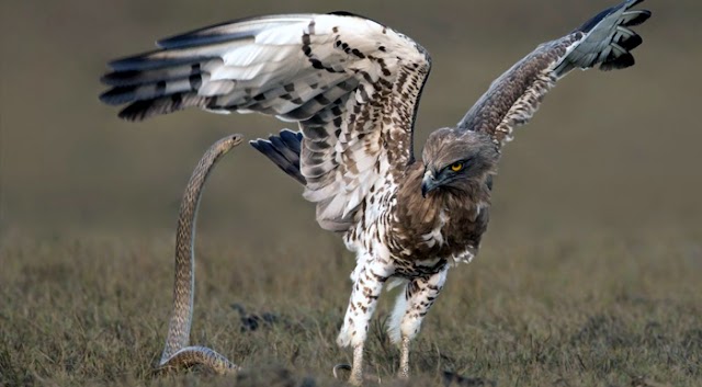 Video: The Terror War between the Snake and the Hawk goes Viral during the lock-down