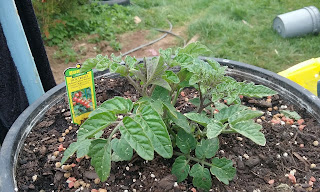 tomato plant