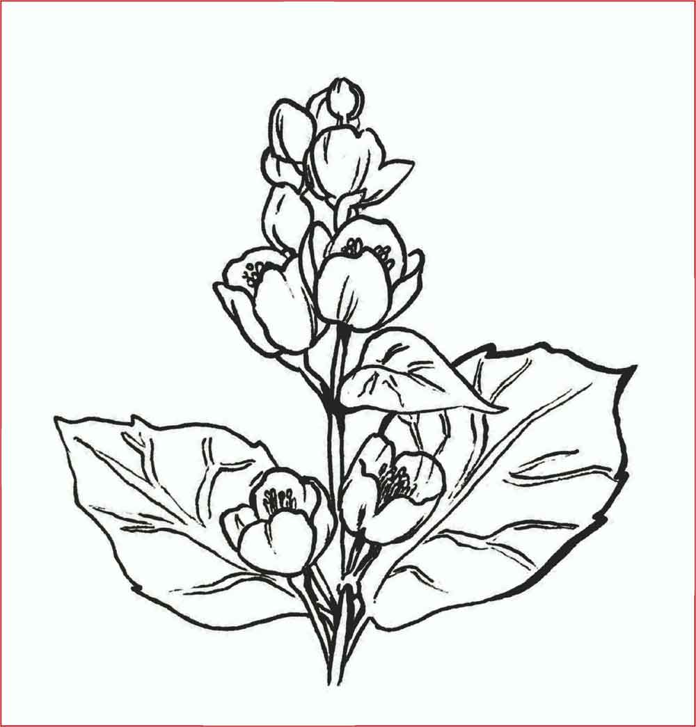 30 Gambar Sketsa  Bunga  Mudah Bunga  Matahari Mawar 