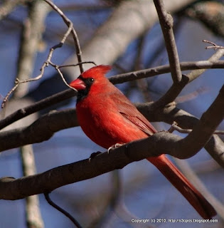 Northern Cardinal, 12/02/10 Broadmoor