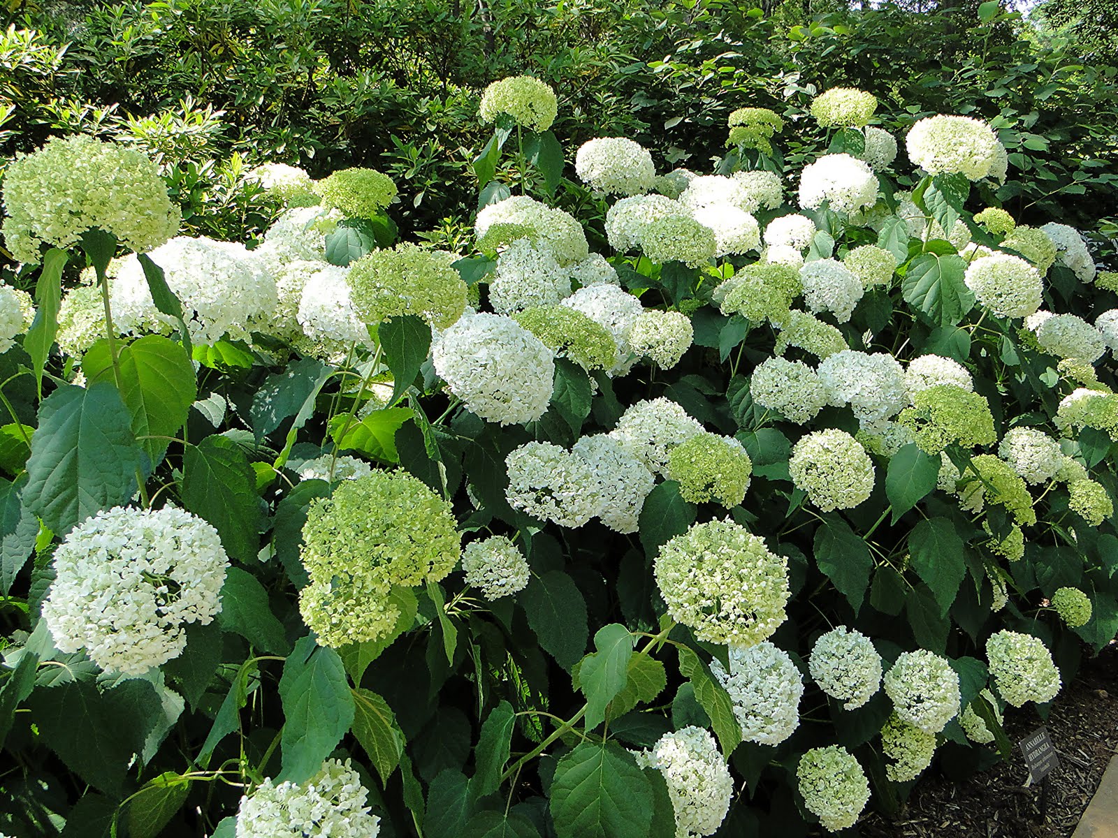 Displaying 19 Gallery Images For White Hydrangea Bush