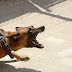 It Is For Dog Owners To Act Responsibly: Karnataka HC