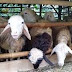 Awalnya Hanya Dua Ekor Domba, Peternak Milenial Purwakarta Ini Kini Punya 60 Ekor