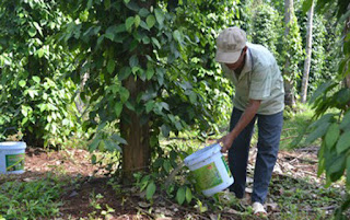 Bón phân cho cây hồ tiêu