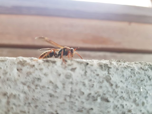 Micro photographs  bee