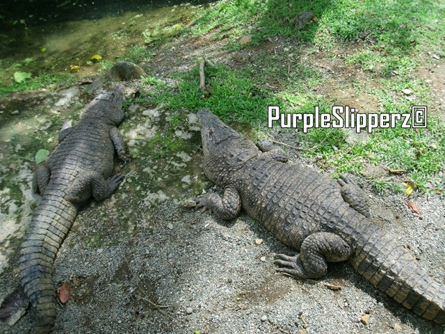 NPC Natures Park Iligan City