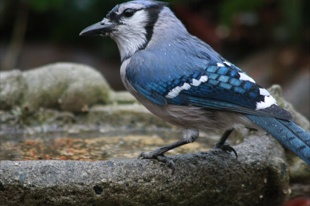 Bluey jay wallpaper,blue jay images,blue jay photo,blue jay images,beautiful blue jay,cute blue jay,the blue jays,blue jay birds,  the toronto blue jays,toronto blue jays,blue jays,blue jay bird,flying blue jay,