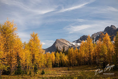 Golden larch above Floe Lake and the Rockwall in Kootenay National Park, British Columbia, Canada