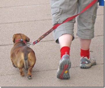 MS Walk a serious dog
