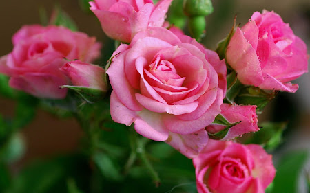Gambar-Gambar Bunga Berwarna Merah Muda | wallpaper