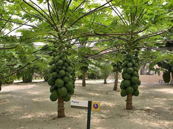 Papaya Fruit Trees